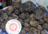 Al Parco domenica 1 agosto La Golena Furlo la 36° Fiera regionale del tartufo nero estivo