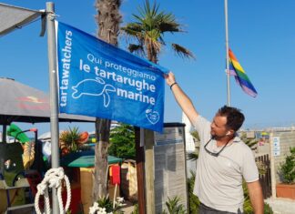 Tartarughe marine, record di nidificazioni per la Caretta caretta in Italia. Anche 7 stabilimenti di Fano scendono in campo a tutela
