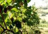 Coldiretti, peronospora: arriva lo stato di calamità per la viticoltura delle Marche