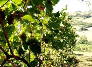 Coldiretti Marche, zero piogge e afa: la vendemmia parte da Ferragosto