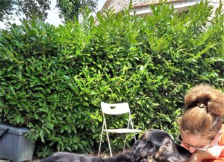 Dal canile di Frontone un piccolo eroe! Jasper salva… il suo papà umano!