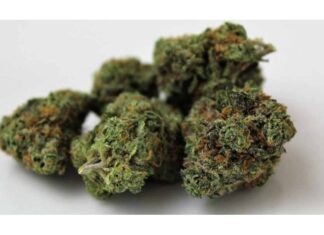 Giovane di Mondolfo arrestato dai carabinieri di Colli al Metauro per detenzione e spaccio di droga