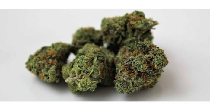 tipi-di-marijuana-selezionati-cbdexpress