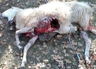 Peglio, otto pecore sbranate in zona Santa Mustiola. Allevatori sotto attacco