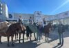 Razza del Cavallo del Catria, visibilità e promozione alla Fieracavalli Verona: obiettivo centrato