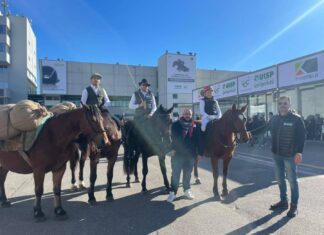 Razza del Cavallo del Catria, visibilità e promozione alla Fieracavalli Verona: obiettivo centrato