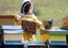Sostegno della Regione agli apicoltori, la soddisfazione dei presidenti dei Consorzi apistici delle Marche