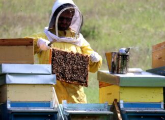 Sostegno della Regione agli apicoltori, la soddisfazione dei presidenti dei Consorzi apistici delle Marche
