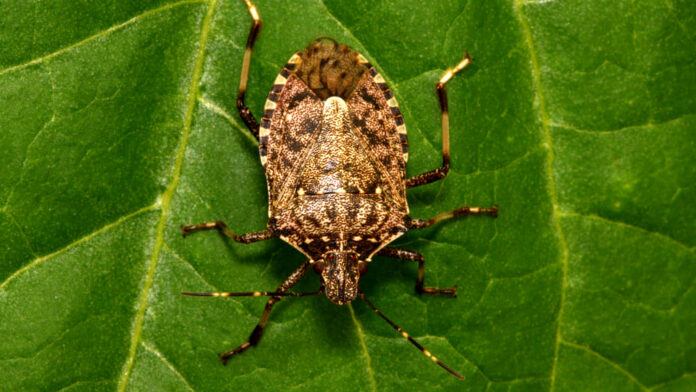 cimice-asiatica-ansa-2