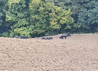Coldiretti, cinghiali sempre più numerosi: un flagello per le semine autunnali