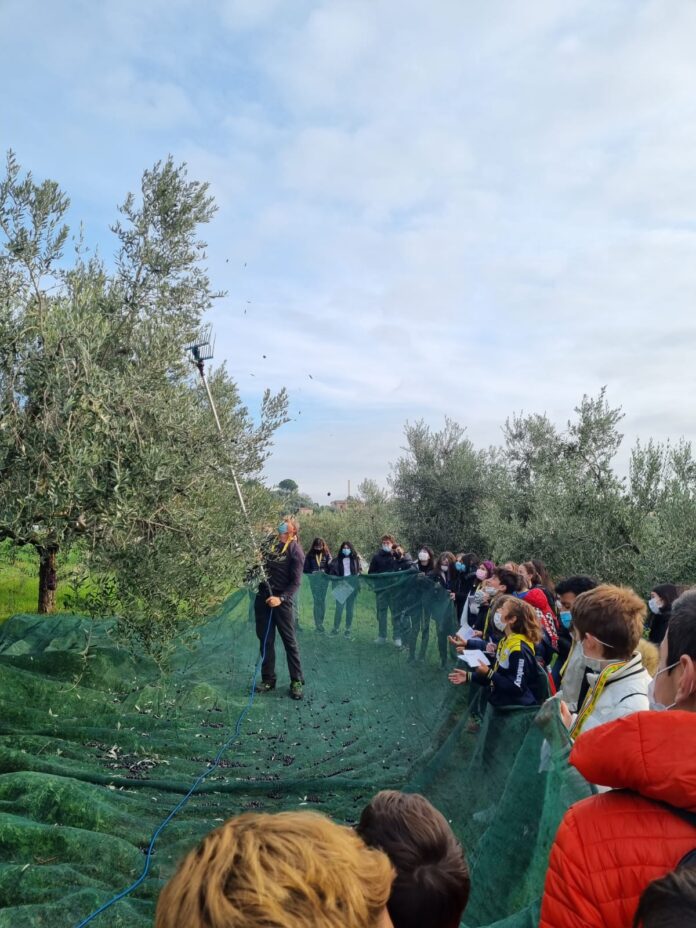 educazione alimentare olio (2)
