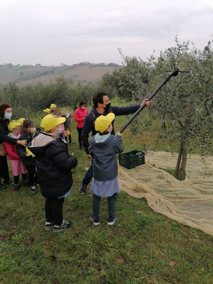 educazione alimentare olio (4)