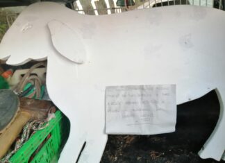 Fossombrone: la “pecora” rubata è stata rimessa nel presepe. Uno “scherzo” decadente…