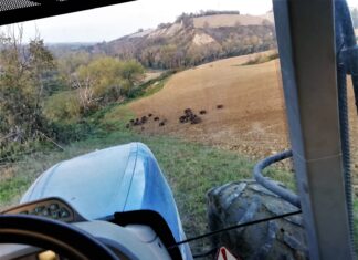 Cinghiali, Coldiretti: “Nelle Marche situazione fuori controllo”