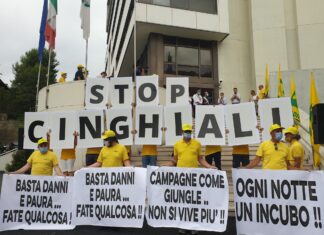 Coldiretti Marche, cinghiali: “Bene prime misure post manifestazione ma non basta”