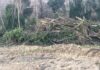 Devastazione ambientale sugli argini del Foglia