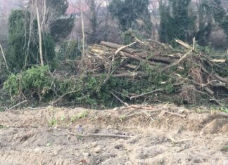 Devastazione ambientale sugli argini del Foglia