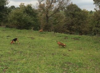 La cinofilia torna sulla scena sul Catria sabato 2 e domenica 3 aprile