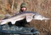 Pescatore fanese cattura e rilascia storione di 30 chili