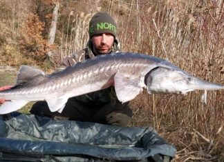 Pescatore fanese cattura e rilascia storione di 30 chili