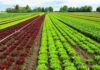 “L’agricoltura biologica come modello di sostenibilità ambientale, sociale ed economica”