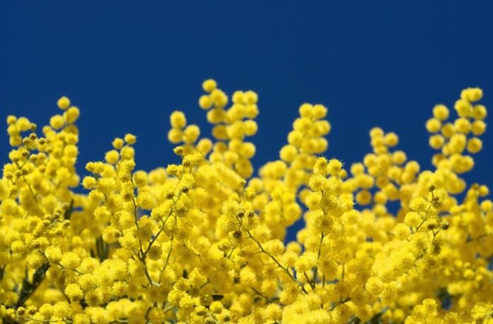 mimosa_NG1