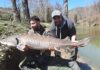 Peglio, storione record (45 chili) catturato in un lago