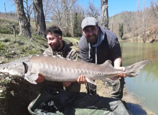 Peglio, storione record (45 chili) catturato in un lago