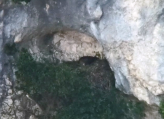 Nel giorno del nuovo Rifugio del Furlo nasce un pullo da coppia di aquile reali