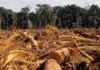 Il dramma dell’Amazzonia a Palazzo Battiferri: il 3 maggio letture e dibattito per il ciclo “Uniurb Sostenibile Legge”