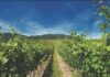 Con Confcommercio Marche Nord alla scoperta della cantina La Collina delle Fate, vincitrice del Gold Award