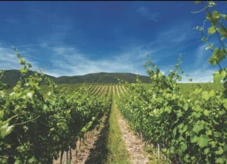Con Confcommercio Marche Nord alla scoperta della cantina La Collina delle Fate, vincitrice del Gold Award