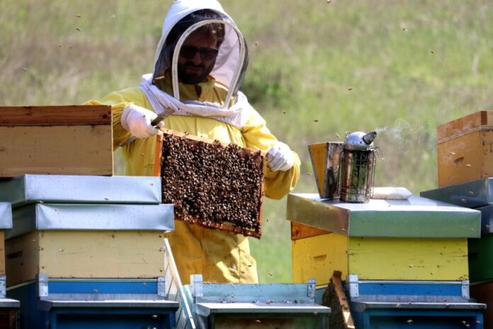 Apicoltore al lavoro