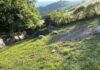 Pecore sbranate a Cagli e Cantiano, Coldiretti Pesaro Urbino: “Equilibrio naturale saltato, pronti al dialogo per trovare soluzioni”