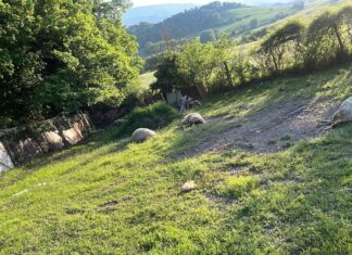 Pecore sbranate a Cagli e Cantiano, Coldiretti Pesaro Urbino: “Equilibrio naturale saltato, pronti al dialogo per trovare soluzioni”