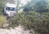 Albero crolla su Tir in transito, tragedia sfiorata a Roncosambaccio