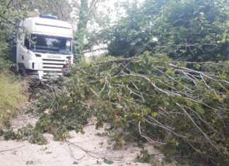 Albero crolla su Tir in transito, tragedia sfiorata a Roncosambaccio
