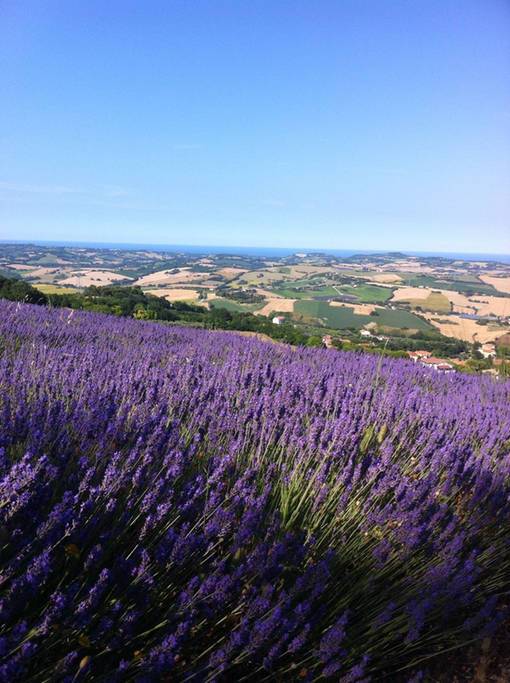 Lavanda in fiore Mombaroccio