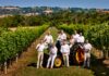 I Vignaioli d’Autore lanciano la nuova campagna di comunicazione nazionale ‘Le vie del Bianchello del Metauro doc’