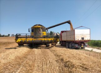 Trebbiatura in corso tra siccità e caro gasolio, Coldiretti Marche: “Aziende in forte difficoltà”