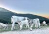 Sul Catria animali in difficoltà per mancanza d’acqua, Tagnani: “Cerchiamo di dare la massima assistenza agli allevatori, baluardi del territorio”