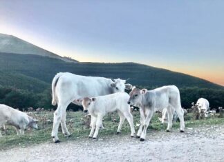 Sul Catria animali in difficoltà per mancanza d’acqua, Tagnani: “Cerchiamo di dare la massima assistenza agli allevatori, baluardi del territorio”