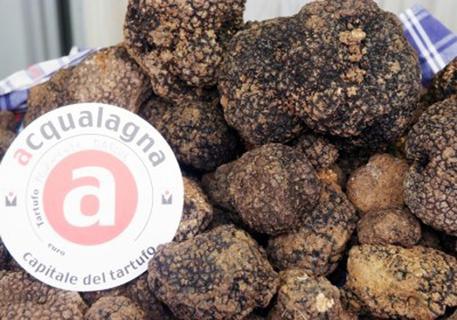 Tartufo nero estivo di Acqualagna