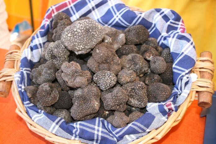 Tartufo_nero_estivo_di_Acqualagna per apertura