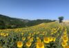 Marche, salvo il prezzo del girasole grazie ai contratti di filiera Coldiretti – Cai per il settore energetico