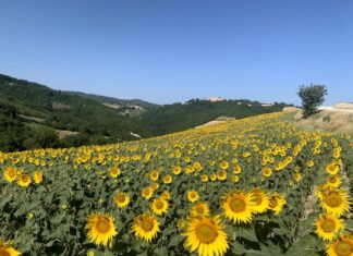 Coldiretti Marche, tra crisi e clima tagli alle produzioni agricole: dal bio la risposta per ridurre i consumi energetici