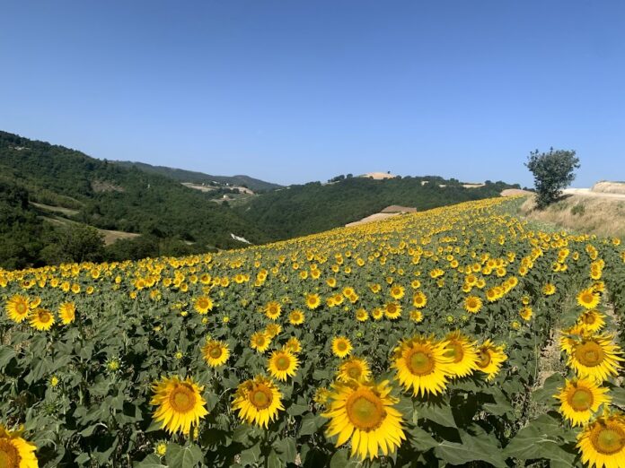 campi di girasole