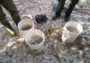 Fiume Burano in secca, recuperati e salvati 40 chili di fauna ittica