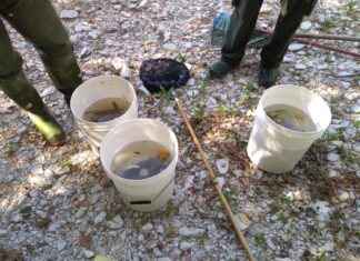 Fiume Burano in secca, recuperati e salvati 40 chili di fauna ittica