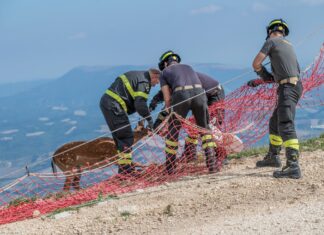 Monte Catria, daino impigliato in una rete. Lo liberano i vigili del fuoco di Cagli dopo la segnalazione di un cittadino